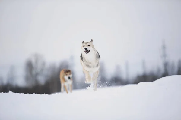 Vista em dois cães que jogam e correm um para o outro em um prado . — Fotografia de Stock
