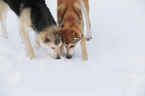 Dois cães rastreando na neve no campo de inverno — Fotografia de Stock