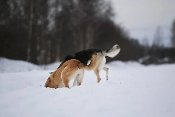 Due cani che inseguono in neve in campo invernale — Foto Stock