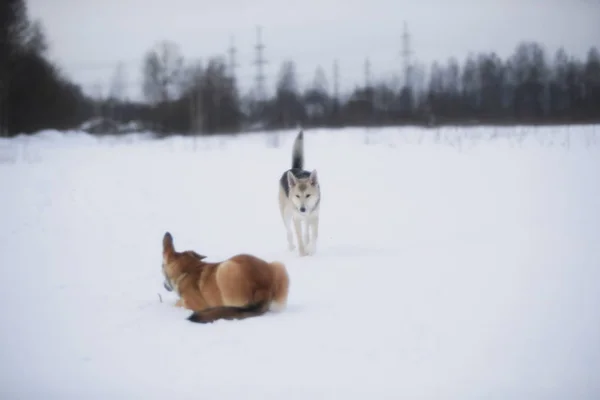 Дивитися на двох собак, які грають і біжать один до одного на лузі . — стокове фото