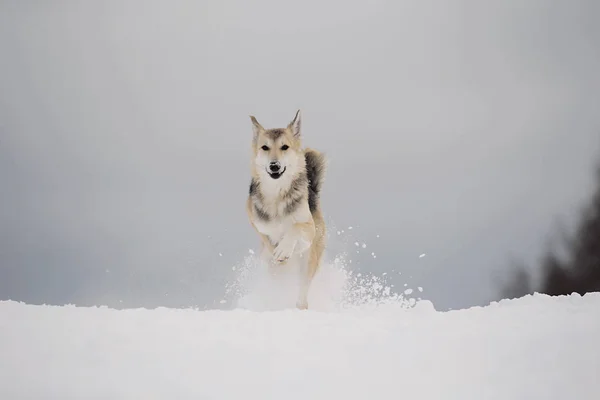 Cão de raça mista bonito no inverno nevado. Cão correndo e se divertindo na neve — Fotografia de Stock