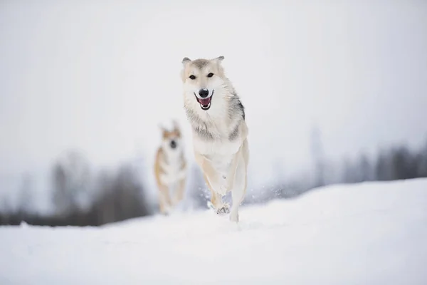 Cão de raça mista bonito no inverno nevado. Cão correndo e se divertindo na neve — Fotografia de Stock