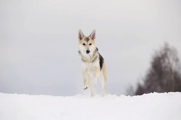 Karlı kışta tatlı melez köpek. Köpek koşuyor ve karda eğleniyor. — Stok fotoğraf