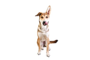 Stüdyo, yüzünde bir gülümsemeyle oturan mutlu, büyük, melez, altın renkli bir köpekle çekim yaptı.