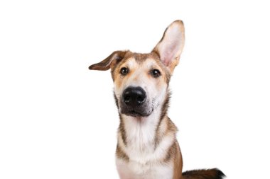 Stüdyo, yüzünde bir gülümsemeyle oturan mutlu, büyük, melez, altın renkli bir köpekle çekim yaptı.