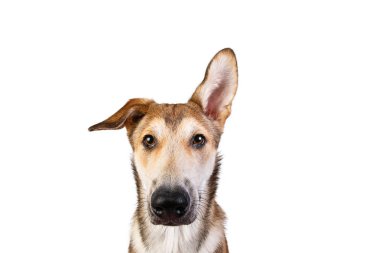 Stüdyo, yüzünde bir gülümsemeyle oturan mutlu, büyük, melez, altın renkli bir köpekle çekim yaptı.