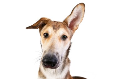 Stüdyo, yüzünde bir gülümsemeyle oturan mutlu, büyük, melez, altın renkli bir köpekle çekim yaptı.