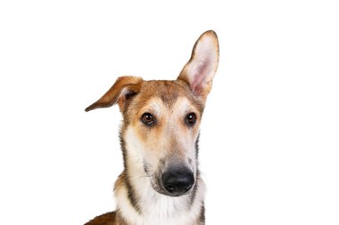 Stüdyo, yüzünde bir gülümsemeyle oturan mutlu, büyük, melez, altın renkli bir köpekle çekim yaptı.