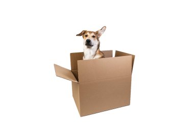 Çok büyük bir kutuda şirin bir köpek. beyaz üzerine izole