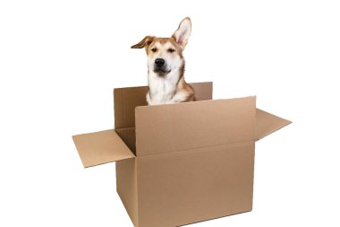 Çok büyük bir kutuda şirin bir köpek. beyaz üzerine izole