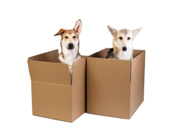 Çok büyük bir kutuda iki köpek. beyaz üzerine izole