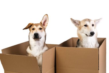 Çok büyük bir kutuda iki köpek. beyaz üzerine izole