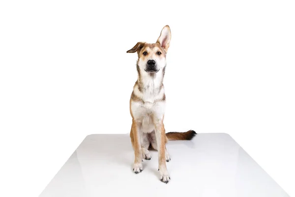 Estúdio tiro pf um adulto feliz grande misto raça de cor dourada cão sentado com um sorriso em seu rosto — Fotografia de Stock