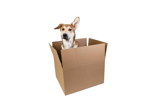 Cão bonito em uma caixa em movimento muito grande. isolado em branco — Fotografia de Stock