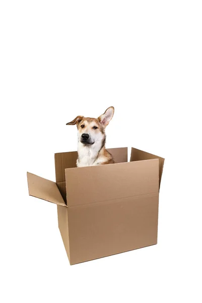 Mignon chien dans une très grande boîte de déménagement. isolé sur blanc — Photo