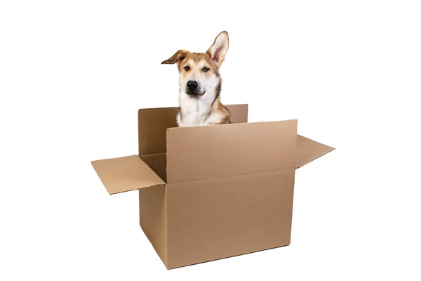 Cão bonito em uma caixa em movimento muito grande. isolado em branco — Fotografia de Stock