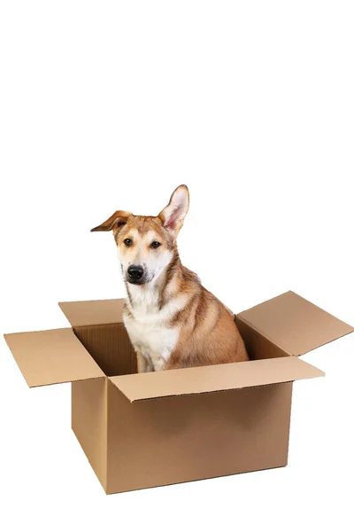 Cute dog in a very big moving box. isolated on white — Stock Photo, Image