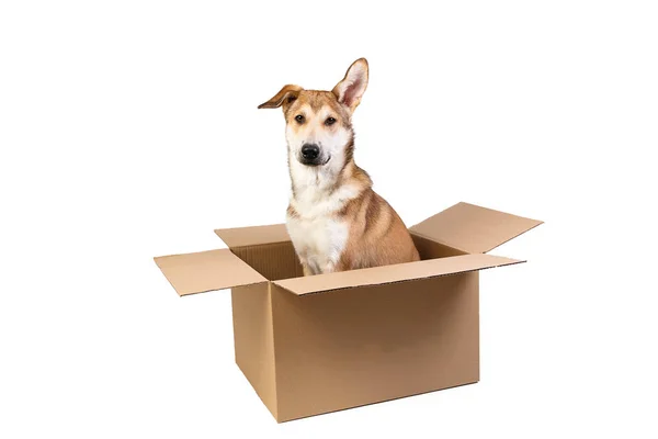 Cute dog in a very big moving box. isolated on white — Stock Photo, Image