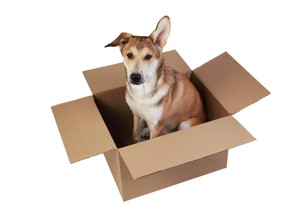 Çok büyük bir kutuda şirin bir köpek. beyaz üzerine izole — Stok fotoğraf