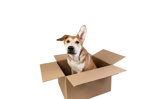 Cute dog in a very big moving box. isolated on white — Stock Photo, Image