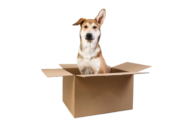 Cão bonito em uma caixa em movimento muito grande. isolado em branco — Fotografia de Stock