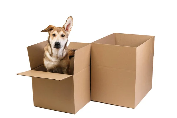 Χαριτωμένο σκυλί σε ένα πολύ μεγάλο κινούμενο κουτί. απομονωμένο σε λευκό — Φωτογραφία Αρχείου
