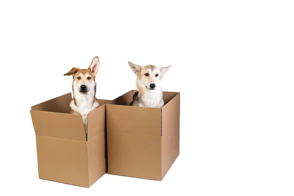 Two dogs in a very big moving box. isolated on white — Stock Photo, Image