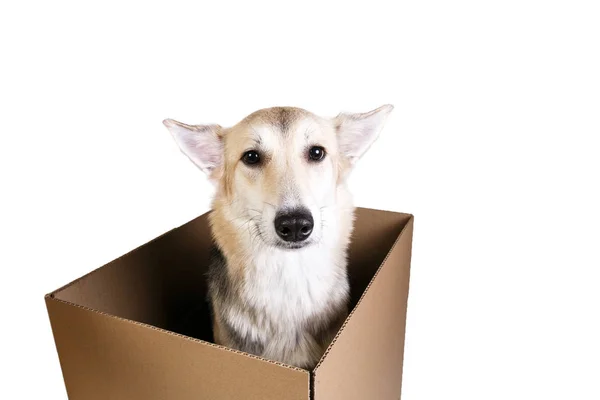 Niedlicher Hund in einer sehr großen Umzugskiste. isoliert auf weiß — Stockfoto