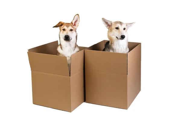Two dogs in a very big moving box. isolated on white — Stock Photo, Image