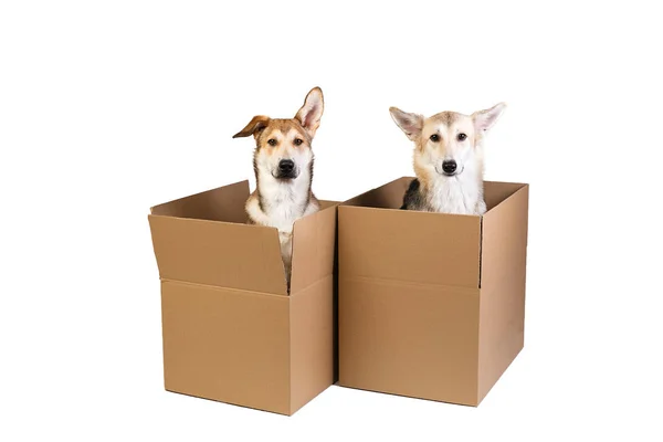 Two dogs in a very big moving box. isolated on white — Stock Photo, Image