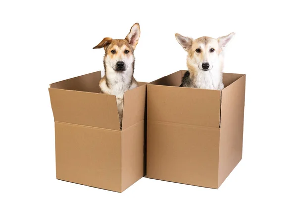 Two dogs in a very big moving box. isolated on white — Stock Photo, Image