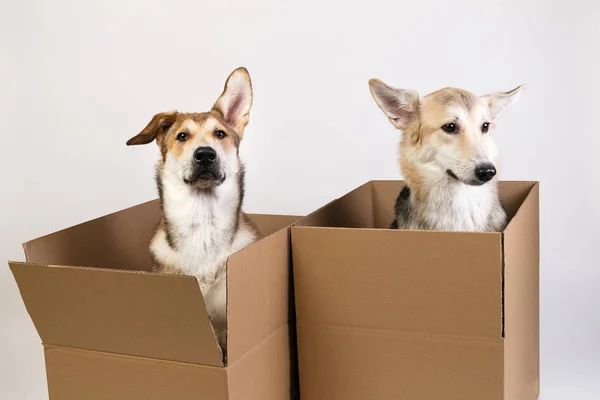 To hunde i en meget stor kasse. isoleret på hvid - Stock-foto