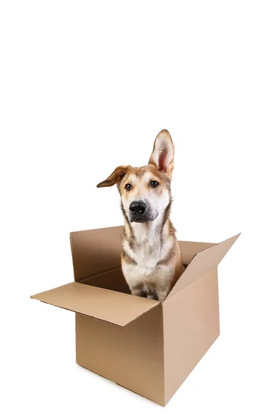 とても大きな動く箱の中にかわいい犬。白に隔離され — ストック写真