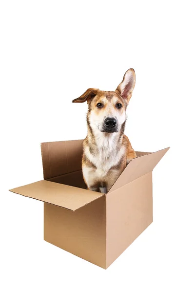 아주 크고 움직이는 상자 안에 있는 귀여운 개. 외따로 떨어져 있는 백인 — 스톡 사진