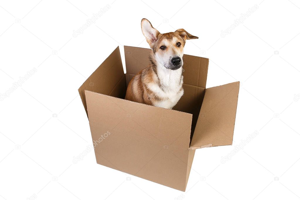 Cute dog in a very big moving box. isolated on white