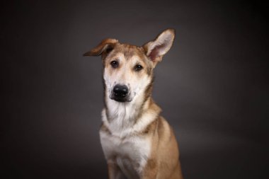 Stüdyoda gri arka planda sevimli kızıl köpek.