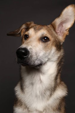 Stüdyoda gri arka planda sevimli kızıl köpek.