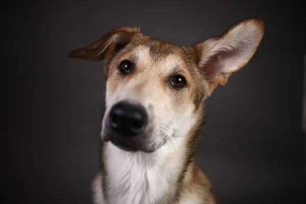 Lindo perro de jengibre mestizo sobre un fondo gris en el estudio — Foto de Stock