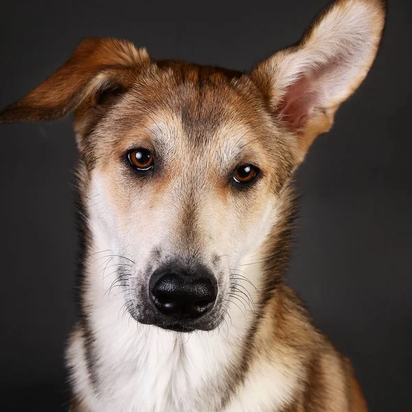 Mignon chien roux bâtard sur un fond gris dans le studio — Photo