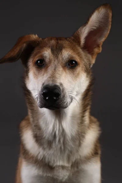 Söt ingefära blandras hund på en grå bakgrund i studion — Stockfoto
