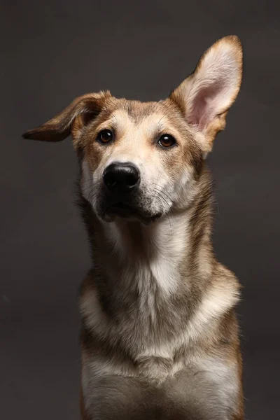 Söt ingefära blandras hund på en grå bakgrund i studion — Stockfoto