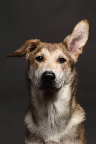 Süßer Ingwer-Mischlingshund auf grauem Hintergrund im Studio — Stockfoto