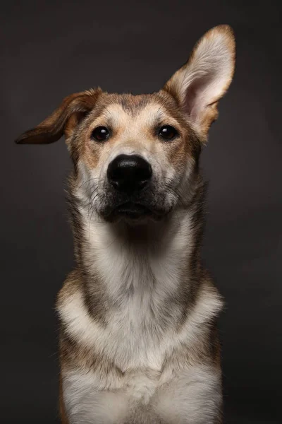 Lindo perro de jengibre mestizo sobre un fondo gris en el estudio — Foto de Stock