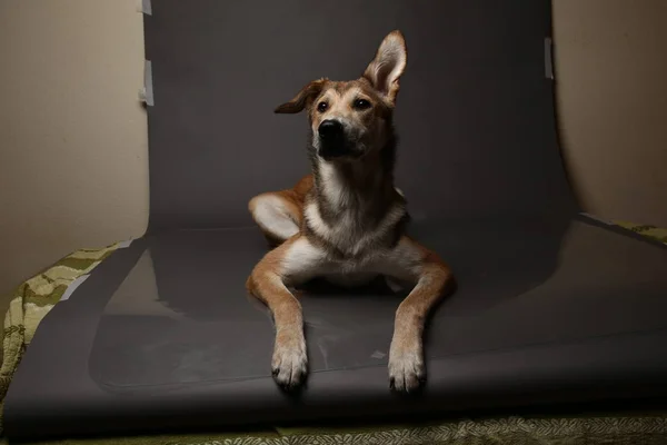 Χαριτωμένο σκυλί κοκκινοτρίχης σε γκρι φόντο στο στούντιο — Φωτογραφία Αρχείου