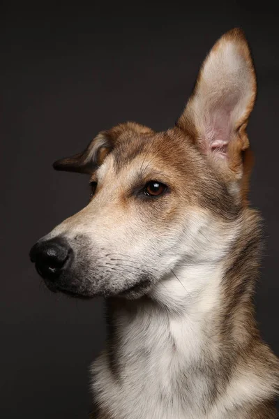 Aranyos gyömbéres korcs kutya egy szürke háttér a stúdióban — Stock Fotó