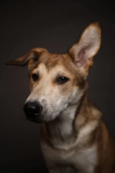 Cão mestiço de gengibre bonito em um fundo cinza no estúdio — Fotografia de Stock