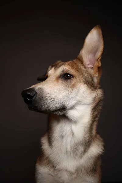 Cão mestiço de gengibre bonito em um fundo cinza no estúdio — Fotografia de Stock