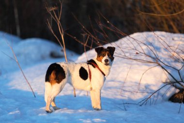 Şirin Melez Köpek kış tarlasında yürüyor