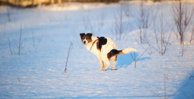 Köpeğe yan bakış tuvalete gider.