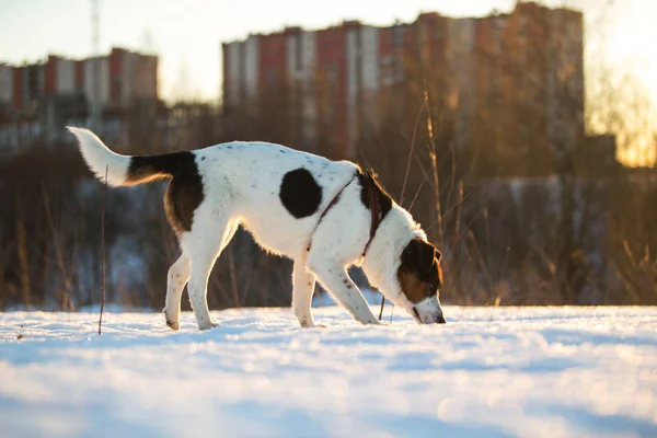 Милая игривая дворняжка во время прогулки по зимнему полю — стоковое фото